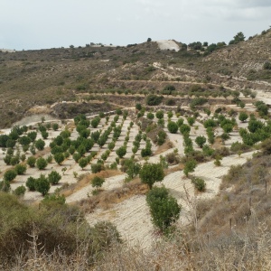 olive-grove